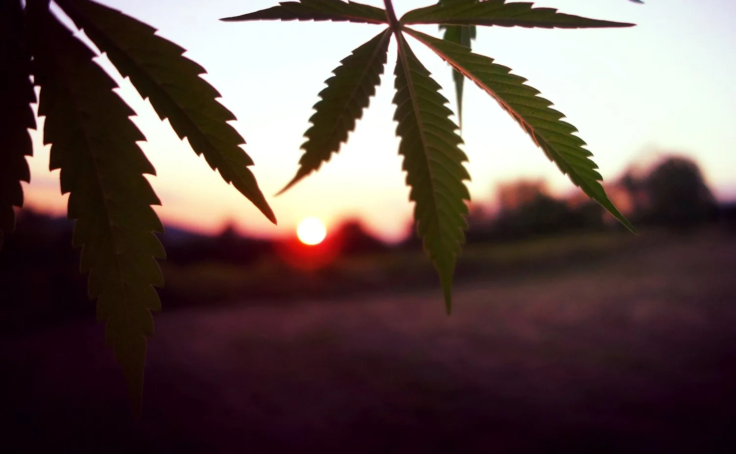Why Sunshine Grown?